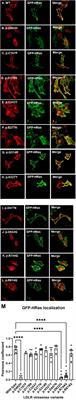 Cellular and functional evaluation of LDLR missense variants reported in hypercholesterolemic patients demonstrates their hypomorphic impacts on trafficking and LDL internalization